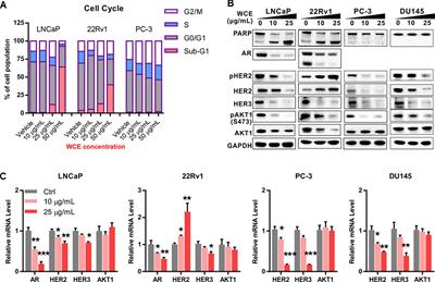 A Standardized Wedelia chinensis Extract Overcomes the Feedback Activation of HER2/3 Signaling upon Androgen-Ablation in Prostate Cancer